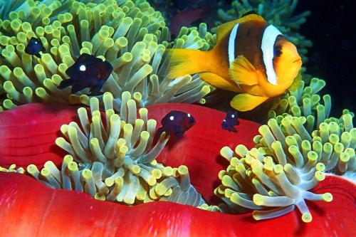 Clownfish and Damselfish